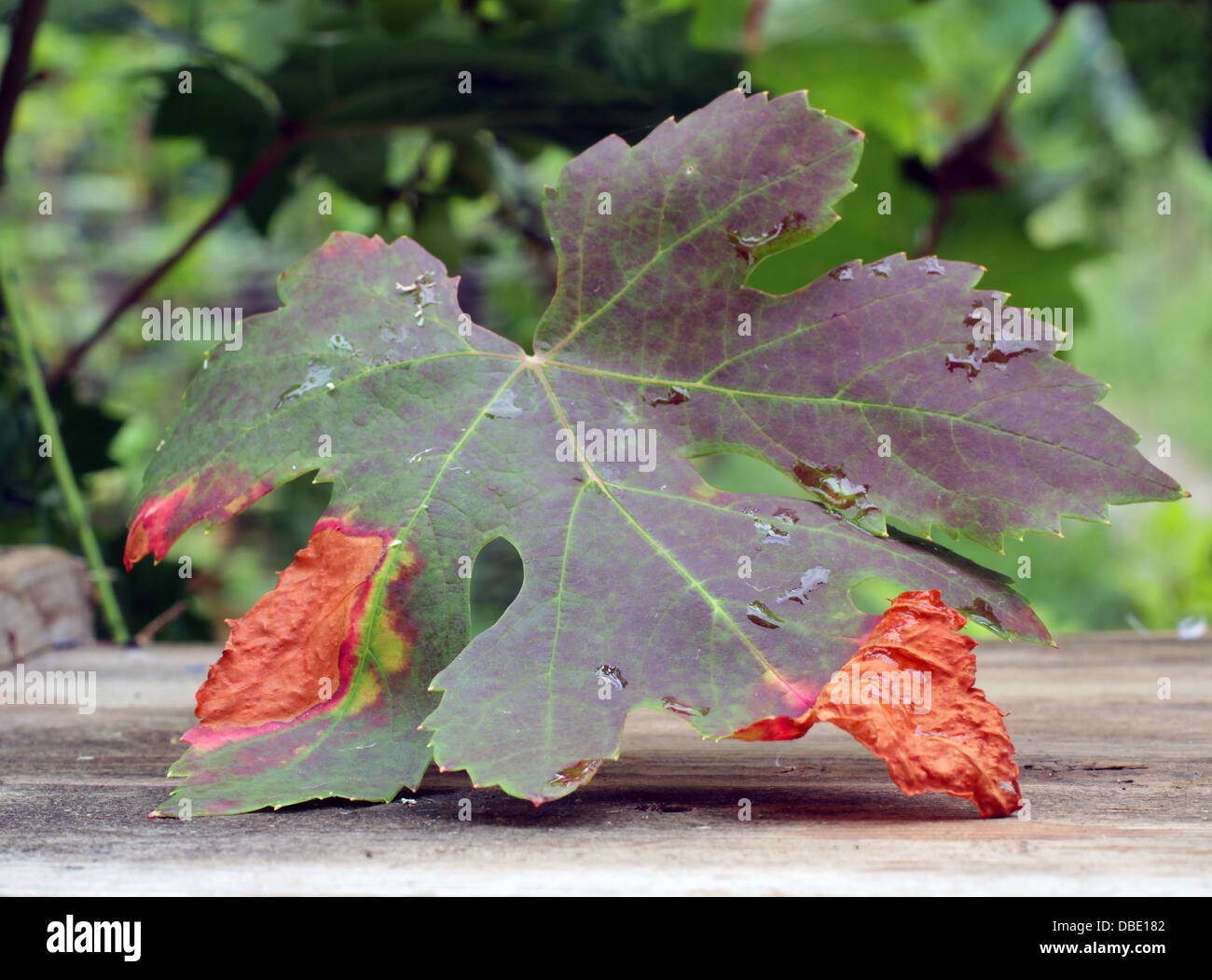 krank Pseudopeziza Tracheiphila Müller-Thurgau-Traube Stockfoto