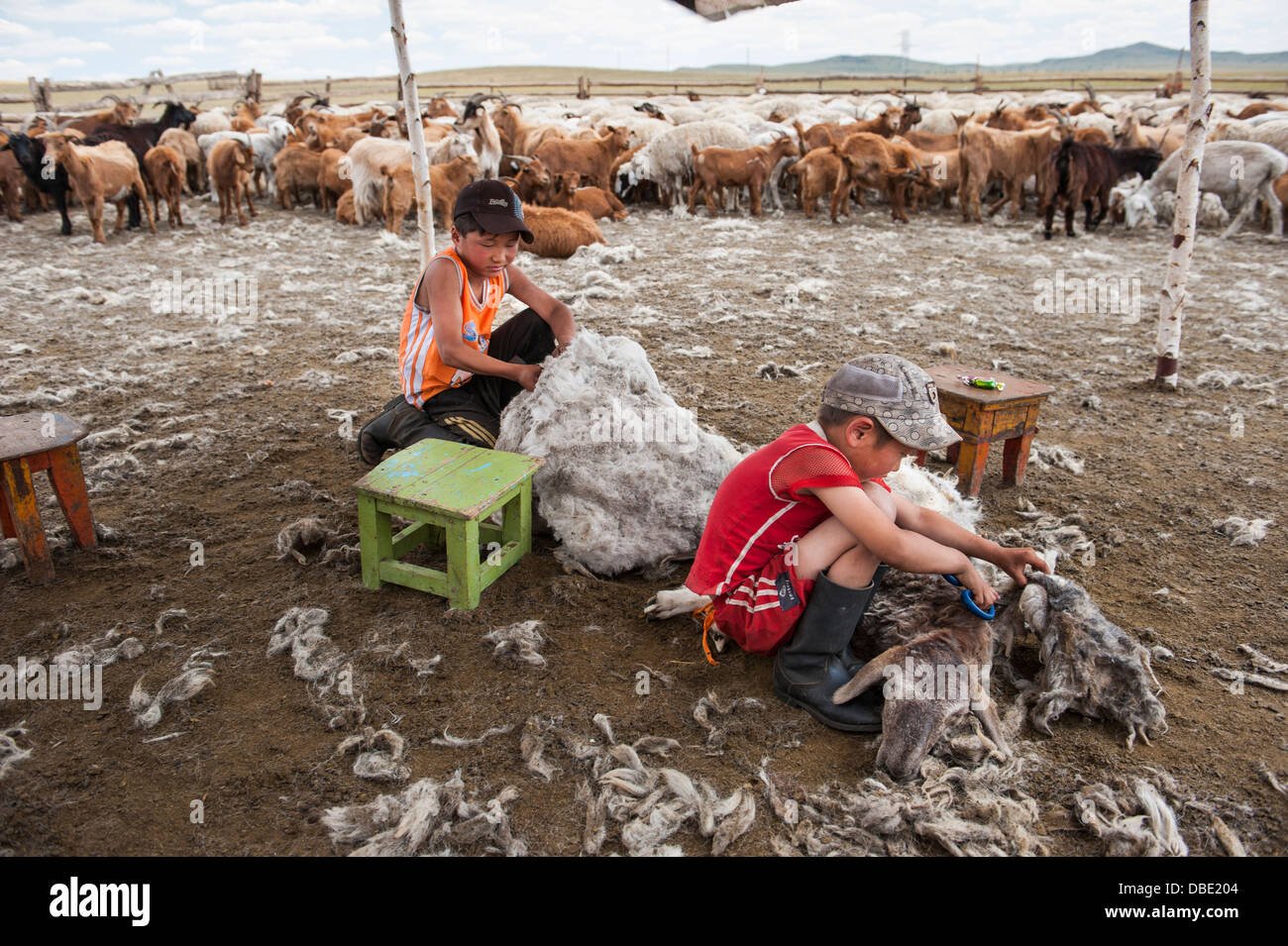 Hirten und Schafe scheren, Mongolei Stockfoto