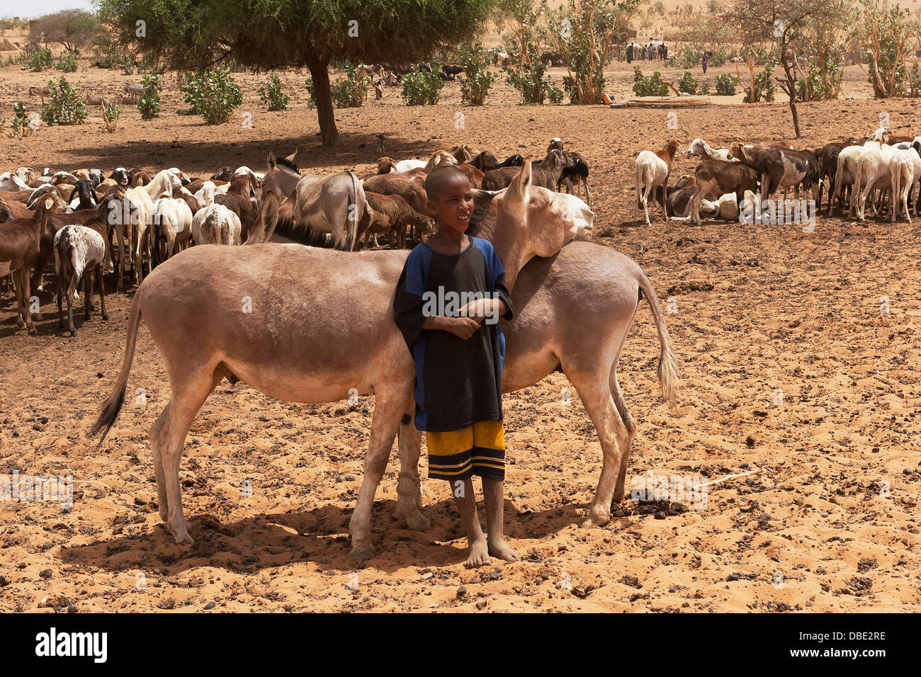 Junge Tuareg junge Tier Herder im Dorf Verbindung mit seinem Esel Norden Osten Mali, Westafrika Stockfoto