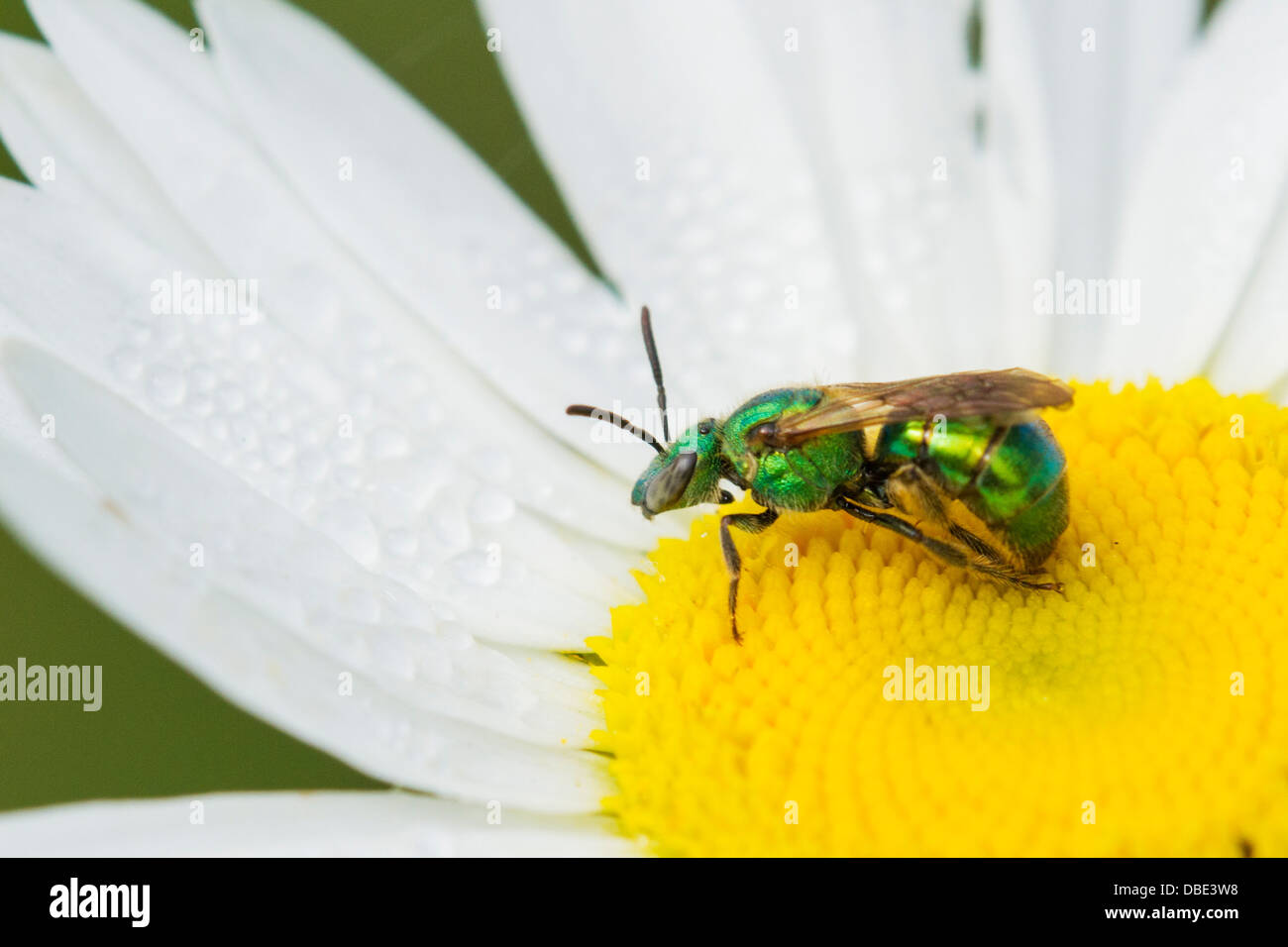 Hervorragende Halictid Biene - Augochlorella sp auf eine marguerite Stockfoto