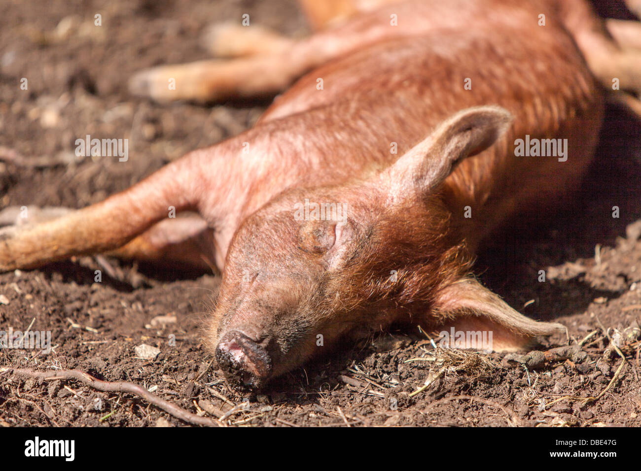 Young Tamworth Schweine genießen ein schattigen Plätzchen auf ein Sommer Tag, England, UK Stockfoto