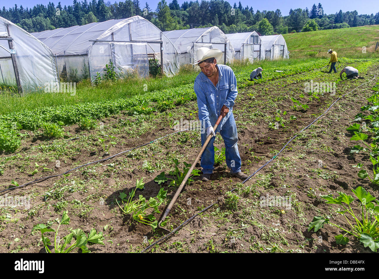 Männer Unkraut Gemüse auf Bauernhof im westlichen Washington, USA. Stockfoto
