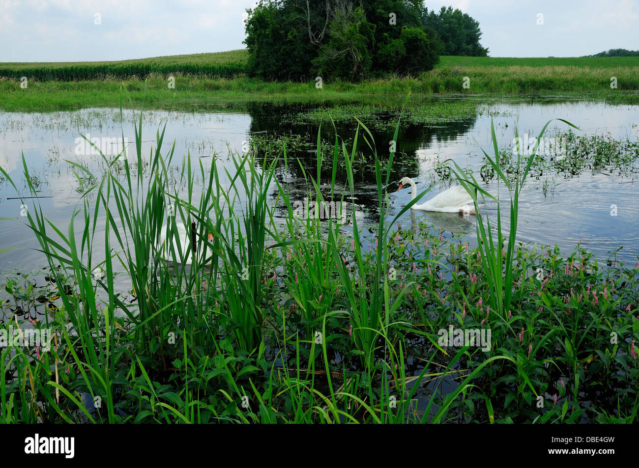 Männlichen Höckerschwan auf Feuchtbiotop. Stockfoto