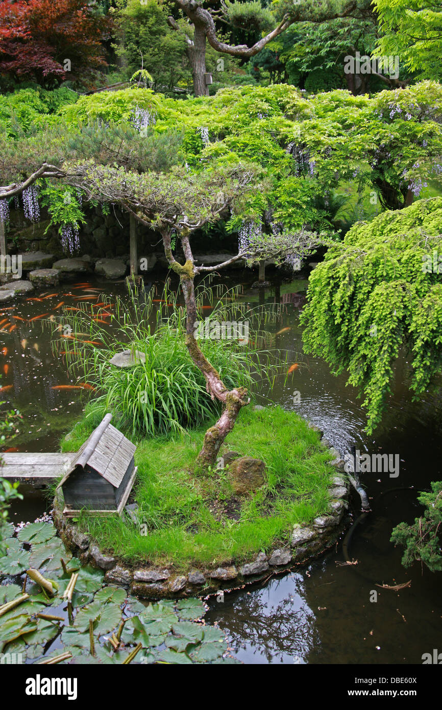 Fischteich, der japanische Garten, Cottered, Hertfordshire. Stockfoto