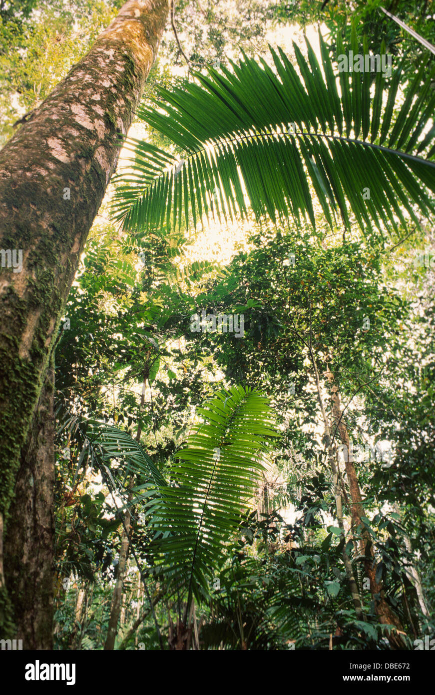 Regenwald des Amazonas, Peru, Suchen nach Stockfoto