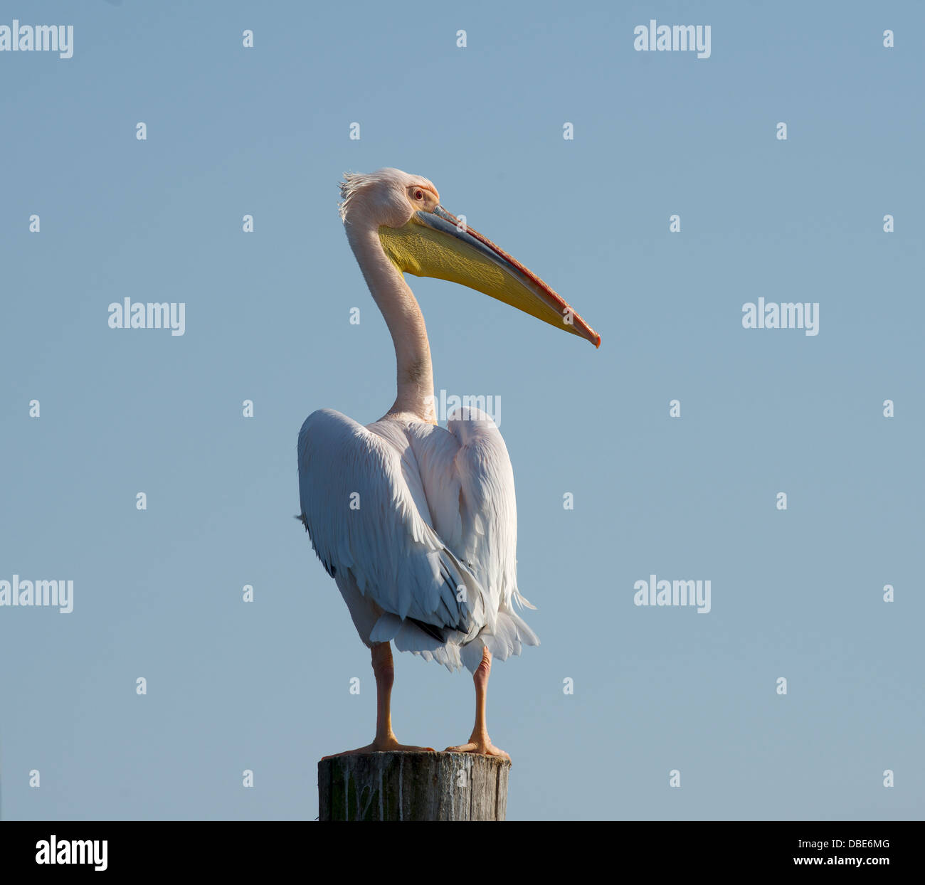 Pelikan in Walvis Bay Namibia Afrika Stockfoto