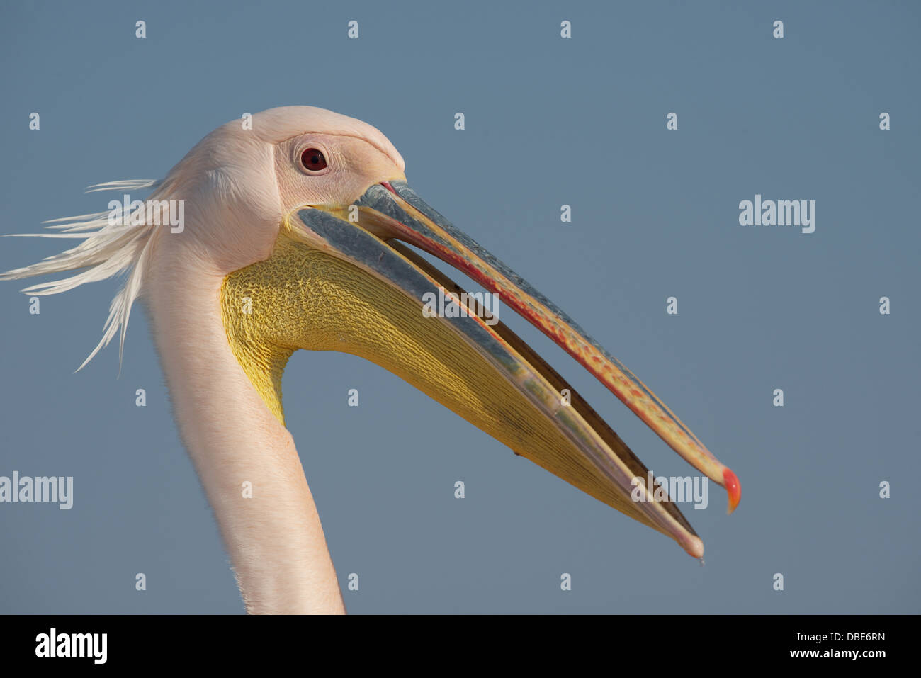 Pelikan in Walvis Bay Namibia Afrika Stockfoto