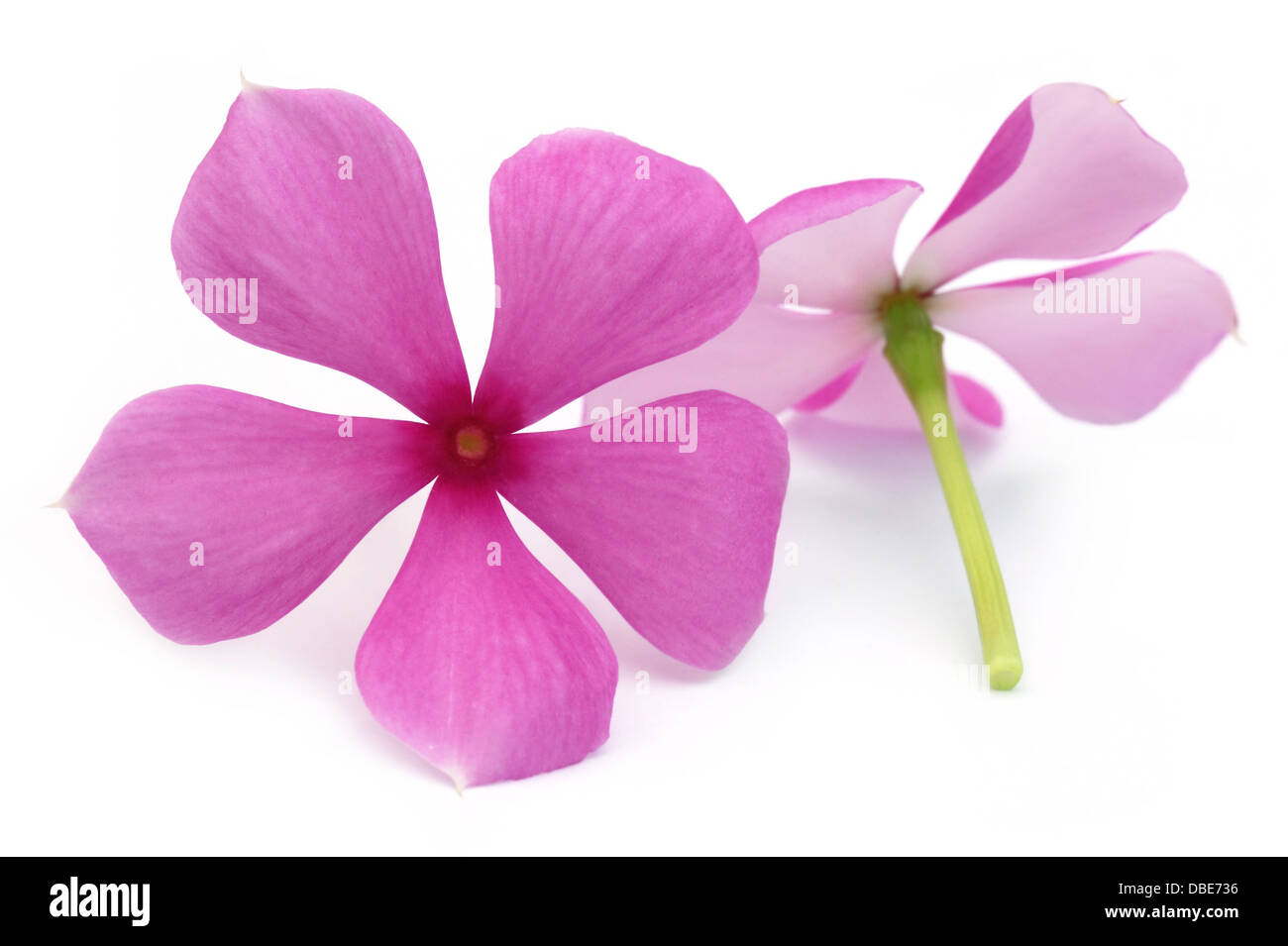 Medizinische Nayantara oder Catharanthus Roseus isoliert Stockfoto