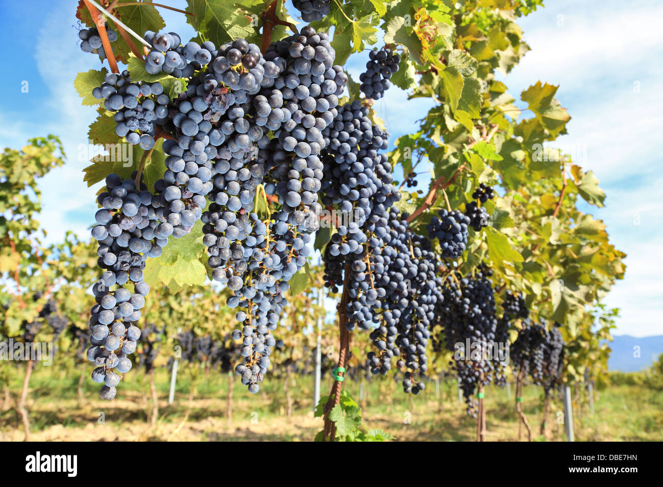 Reihen von Weintrauben in der Region Chianti, Toskana. Italien Stockfoto