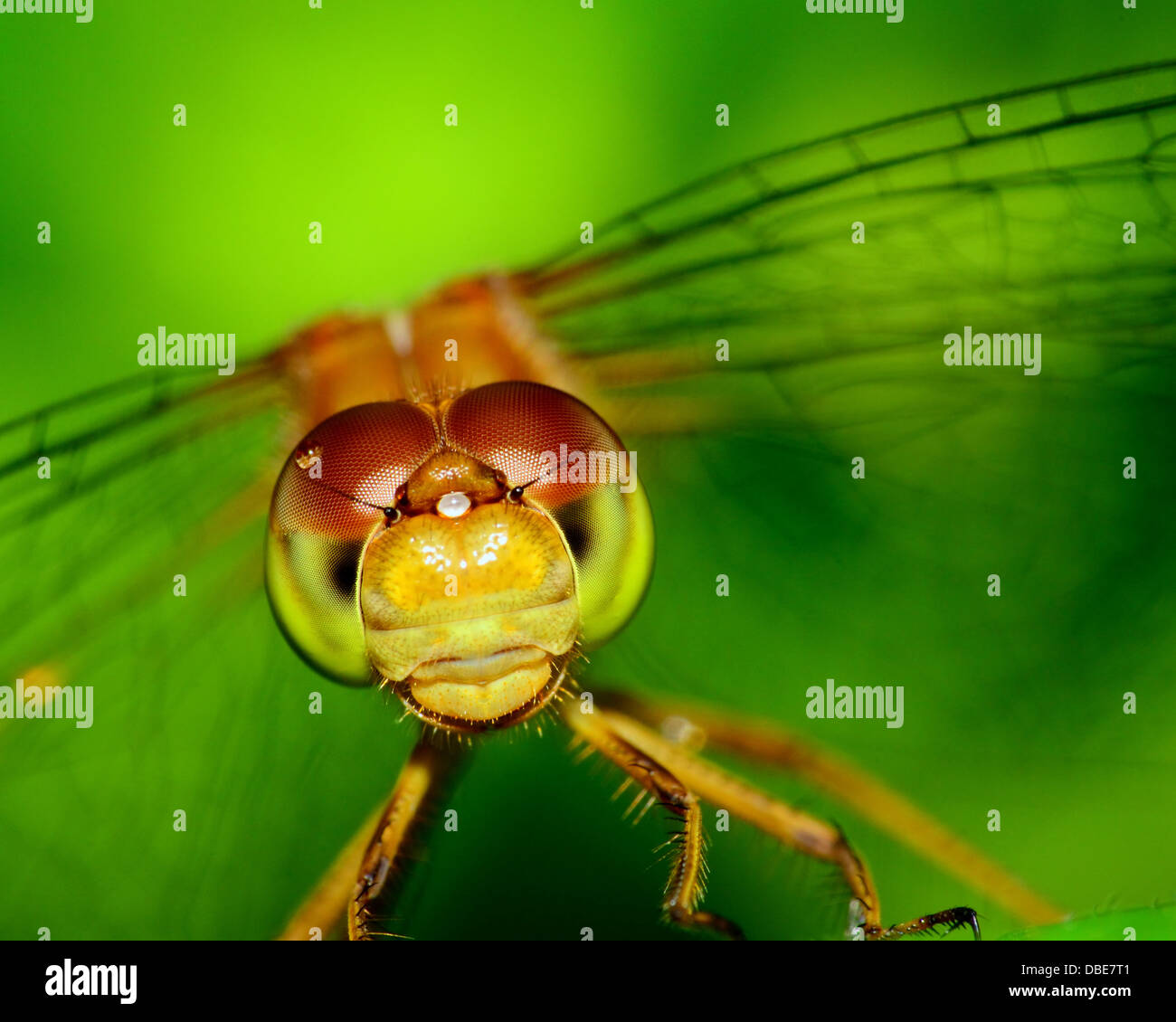 Meadowhawk Libelle Nahaufnahme Makroaufnahme des Kopfes. Stockfoto