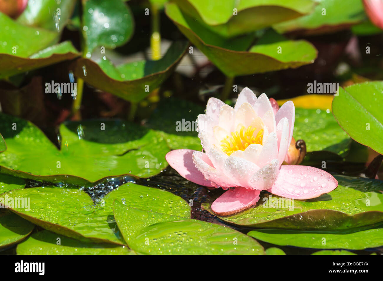 Schöne lila Seerose mit Wassertropfen Stockfoto