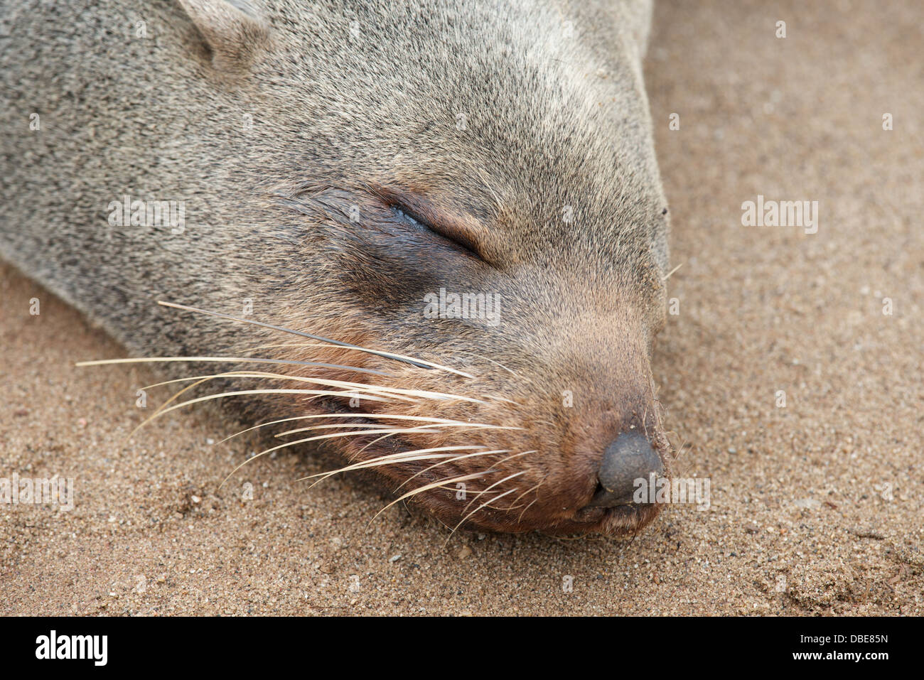 Cape cross Seal Colony Skelett Küste Namibia Afrika Stockfoto Cape cross Seal Colony Skelett Küste Namibia Afrika Stockfoto