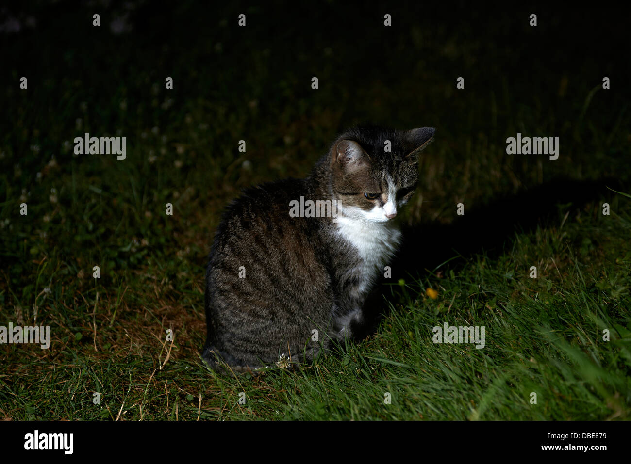 Hauskatze beobachten und Jagd bei Nacht Stockfoto