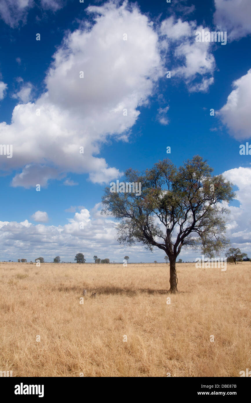 Australischen Buschland offene Wiesen Felder mit einsamen Eukalyptus / gum Baum in der Nähe von Moree New South Wales NSW Australia Stockfoto
