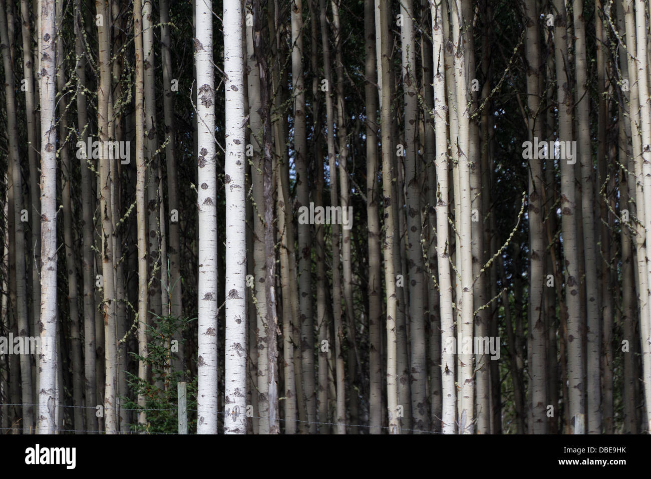 Aspen Baumstämme für Hintergrund Stockfoto