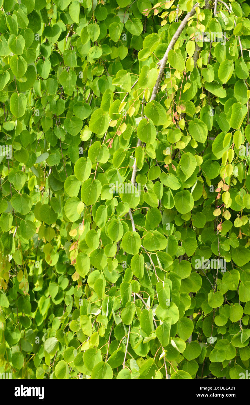 Katsura Tree (cercidiphyllum japonicum 'Pendel') Stockfoto