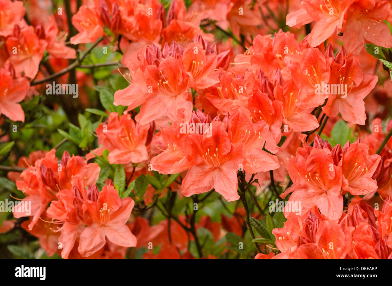 Laubabwerfende Azalee (Rhododendron Mollis 'Prominente') Stockfoto