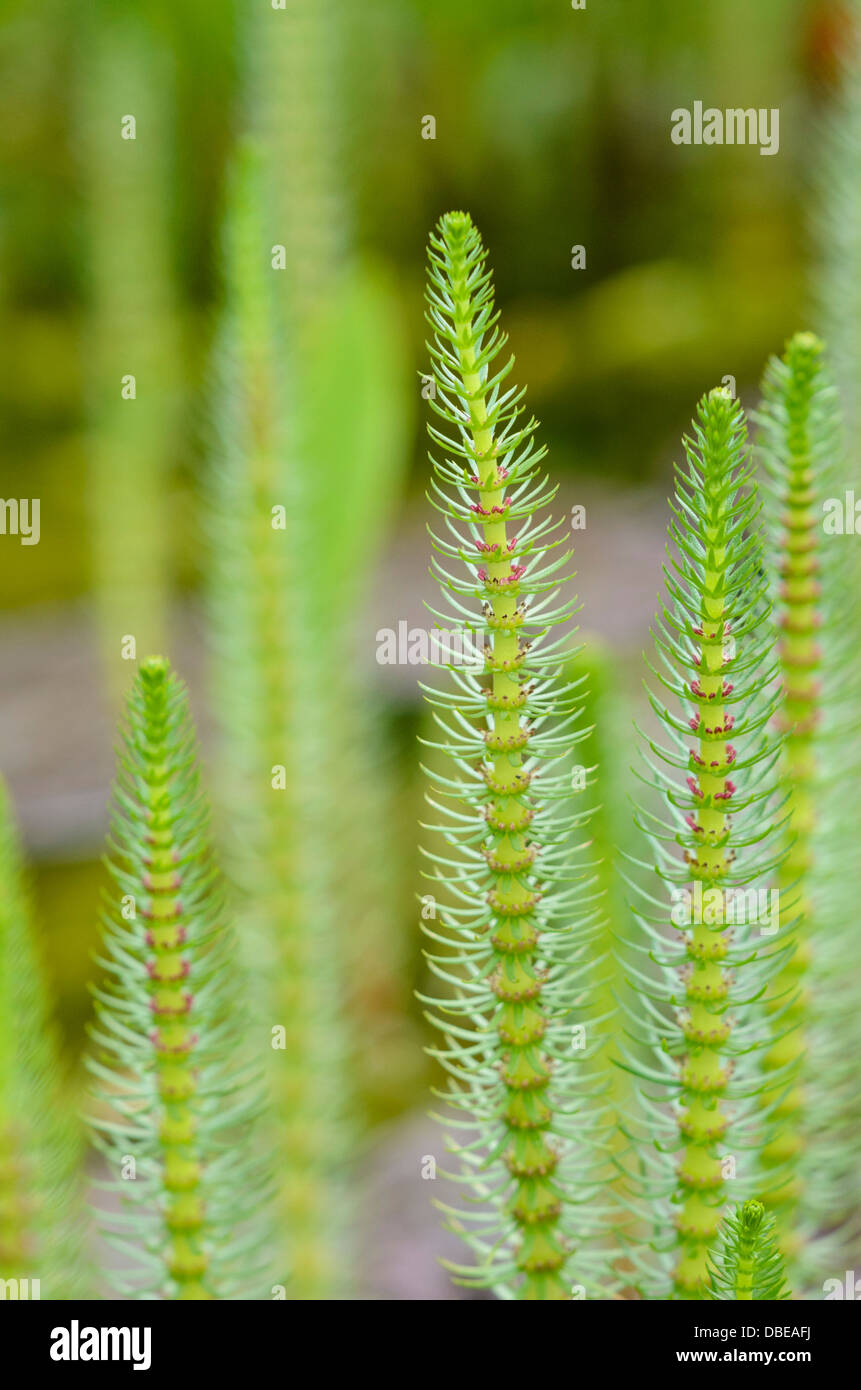 Die gemeinsamen mare Schwanz (hippuris vulgaris) Stockfoto