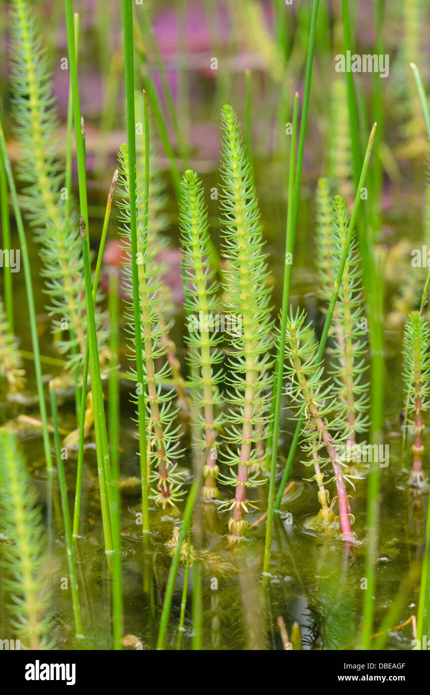 Die gemeinsamen mare Schwanz (hippuris vulgaris) Stockfoto