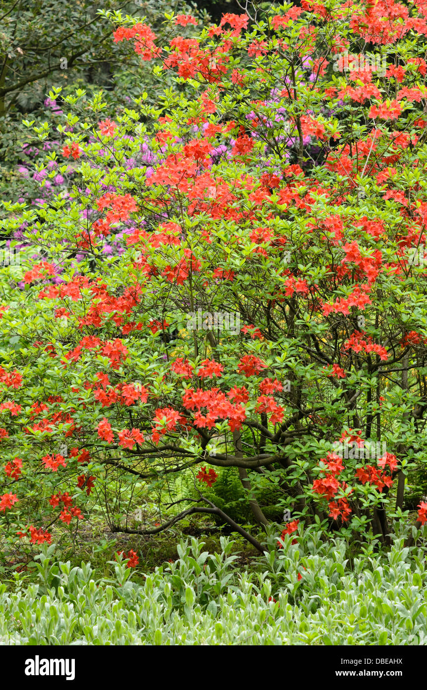 Laubabwerfende Azalee (Rhododendron Mollis) Stockfoto