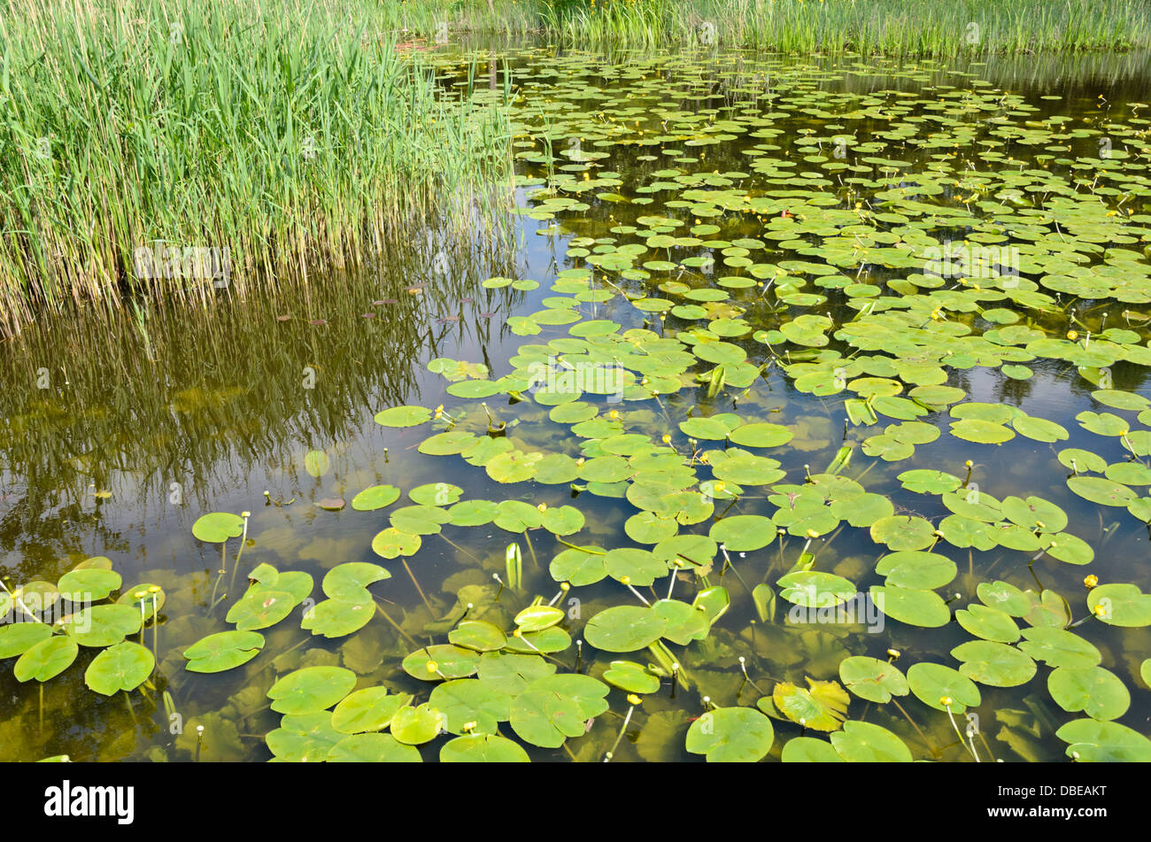 Gelbe Teich Lily (Nuphar lutea) Stockfoto