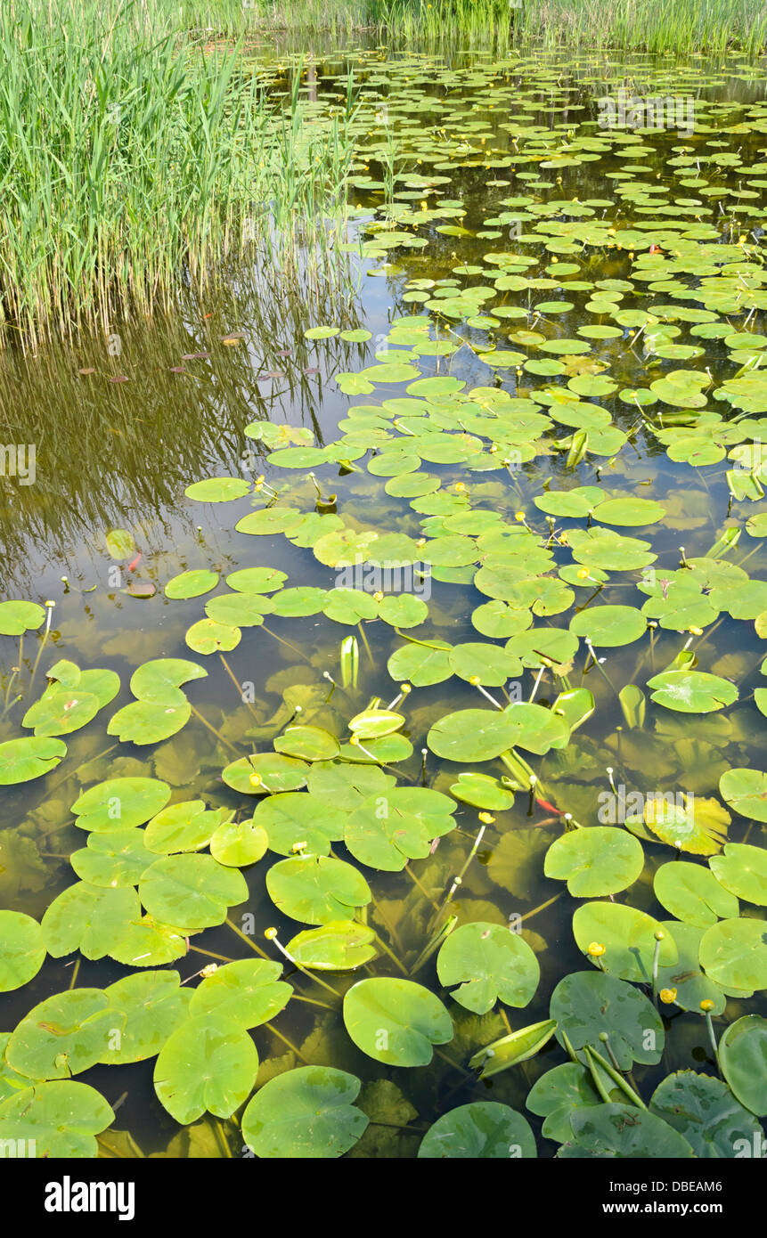 Gelbe Teich Lily (Nuphar lutea) Stockfoto