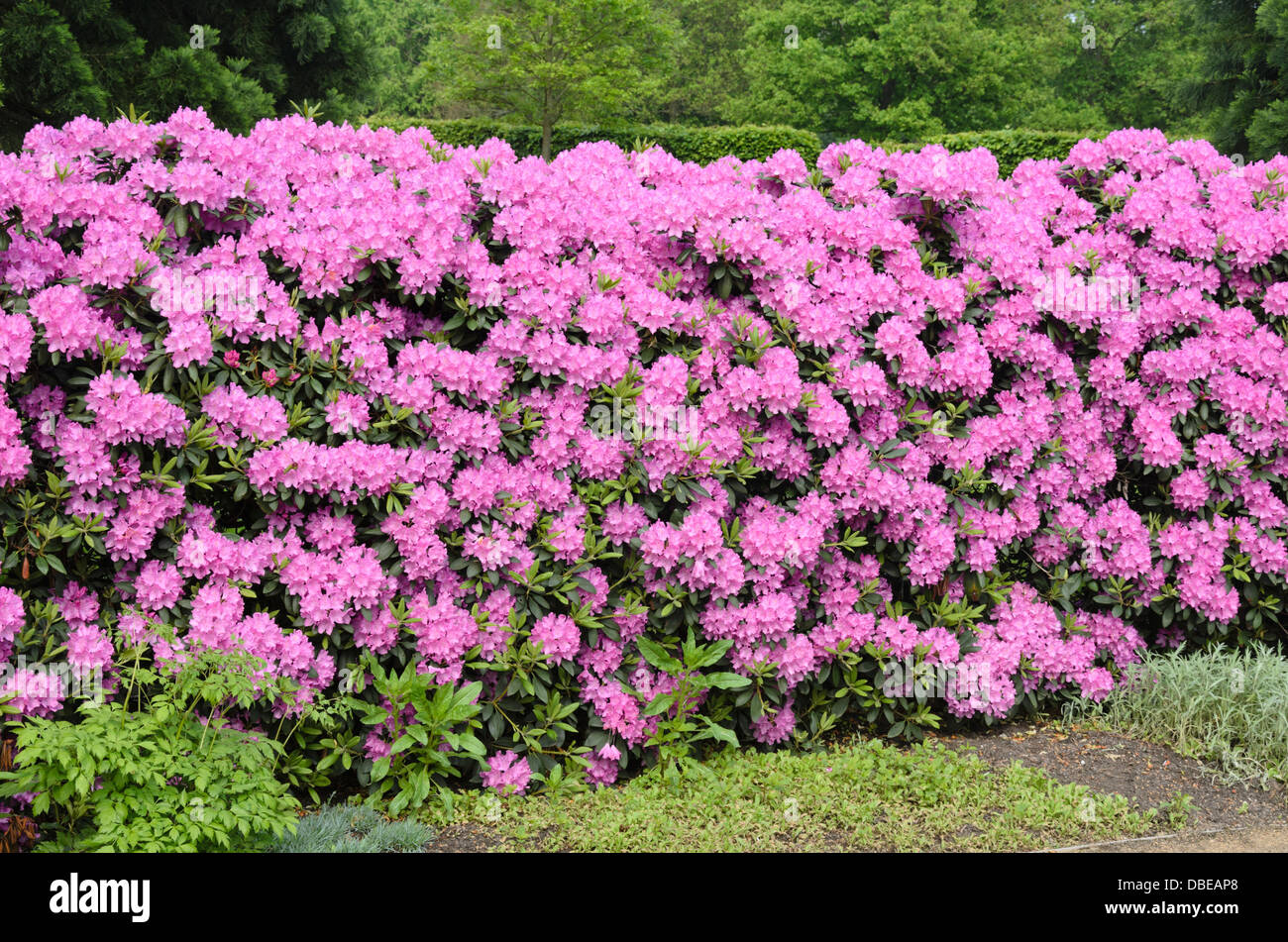 rhododendron bestellen Rhododendron lila | kaufen main image 1