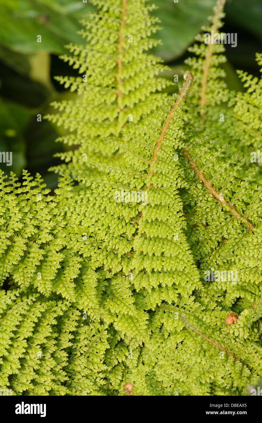 Weiche shield fern (polystichum setiferum plumosum densum'') Stockfoto