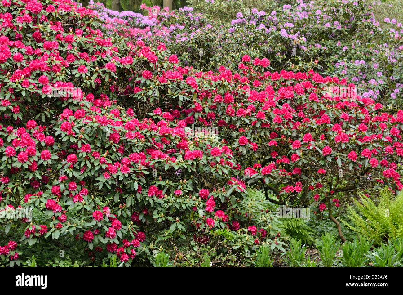 Groblumige rhododendron Hybriden (Rhododendron Edward s. Rand  Stockfotografie - Alamy