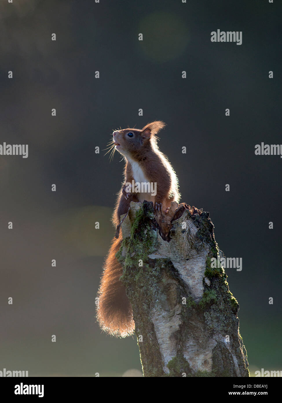 Eichhörnchen (Sciurus Vulgaris) Hintergrundbeleuchtung. auf Baum. Stockfoto