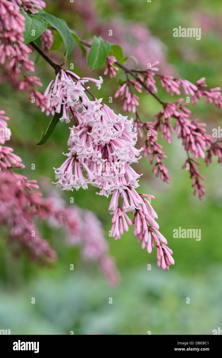 Pink Pearl Flieder (Syringa swegiflexa x) Stockfoto