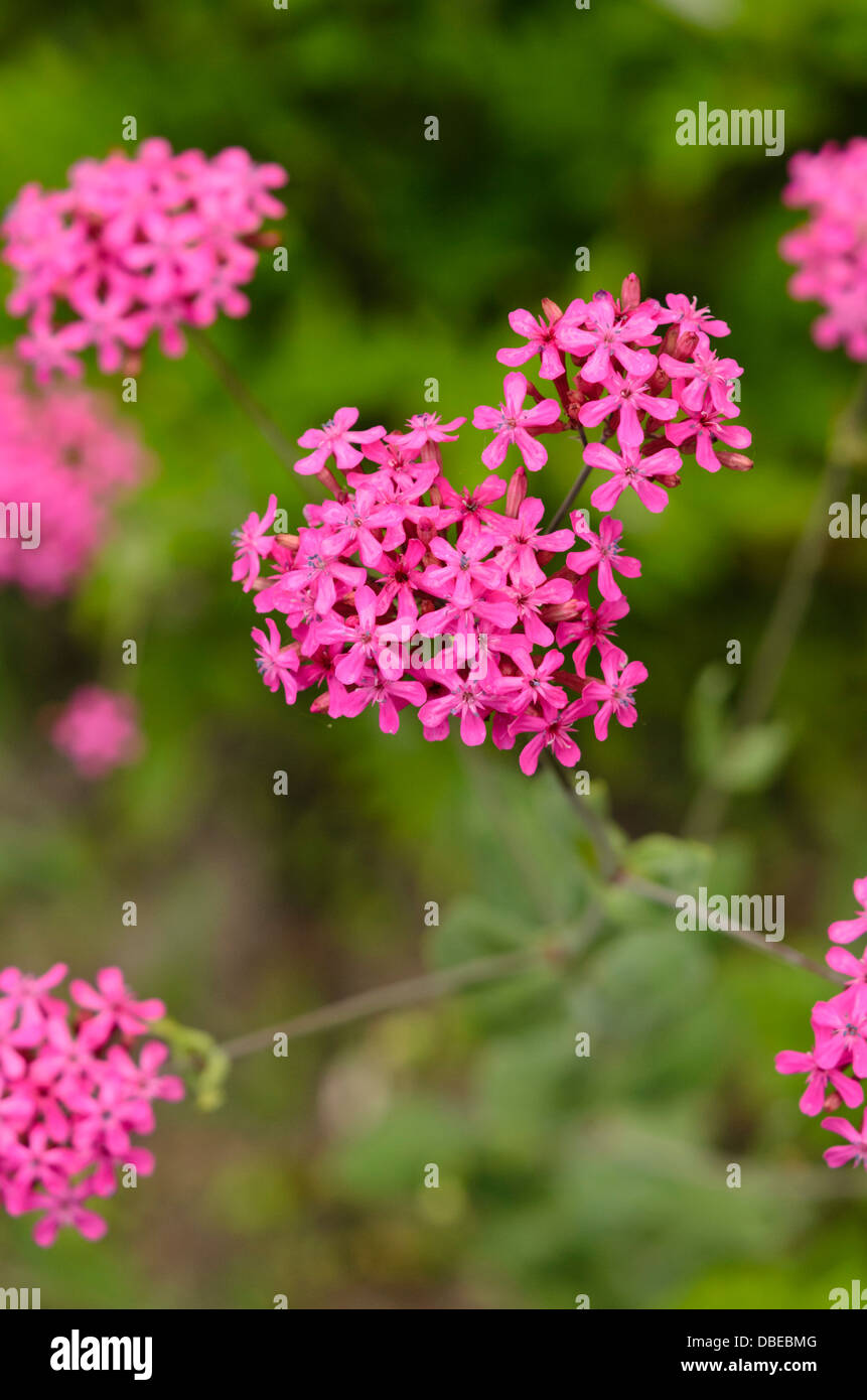 Orientalische Campion (silene Compacta) Stockfoto