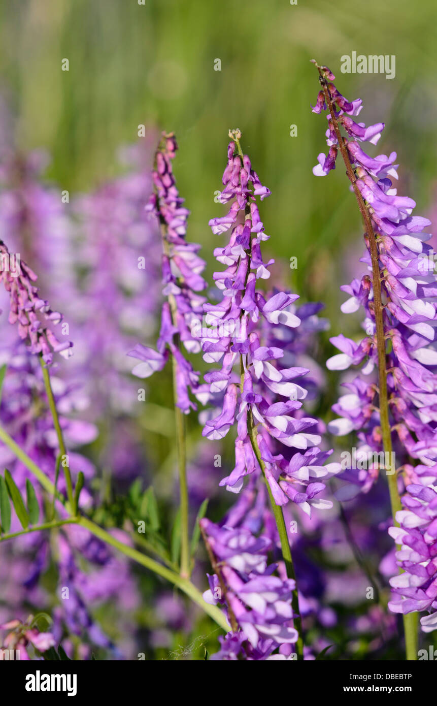 Vogelwicke (vicia cracca) Stockfoto