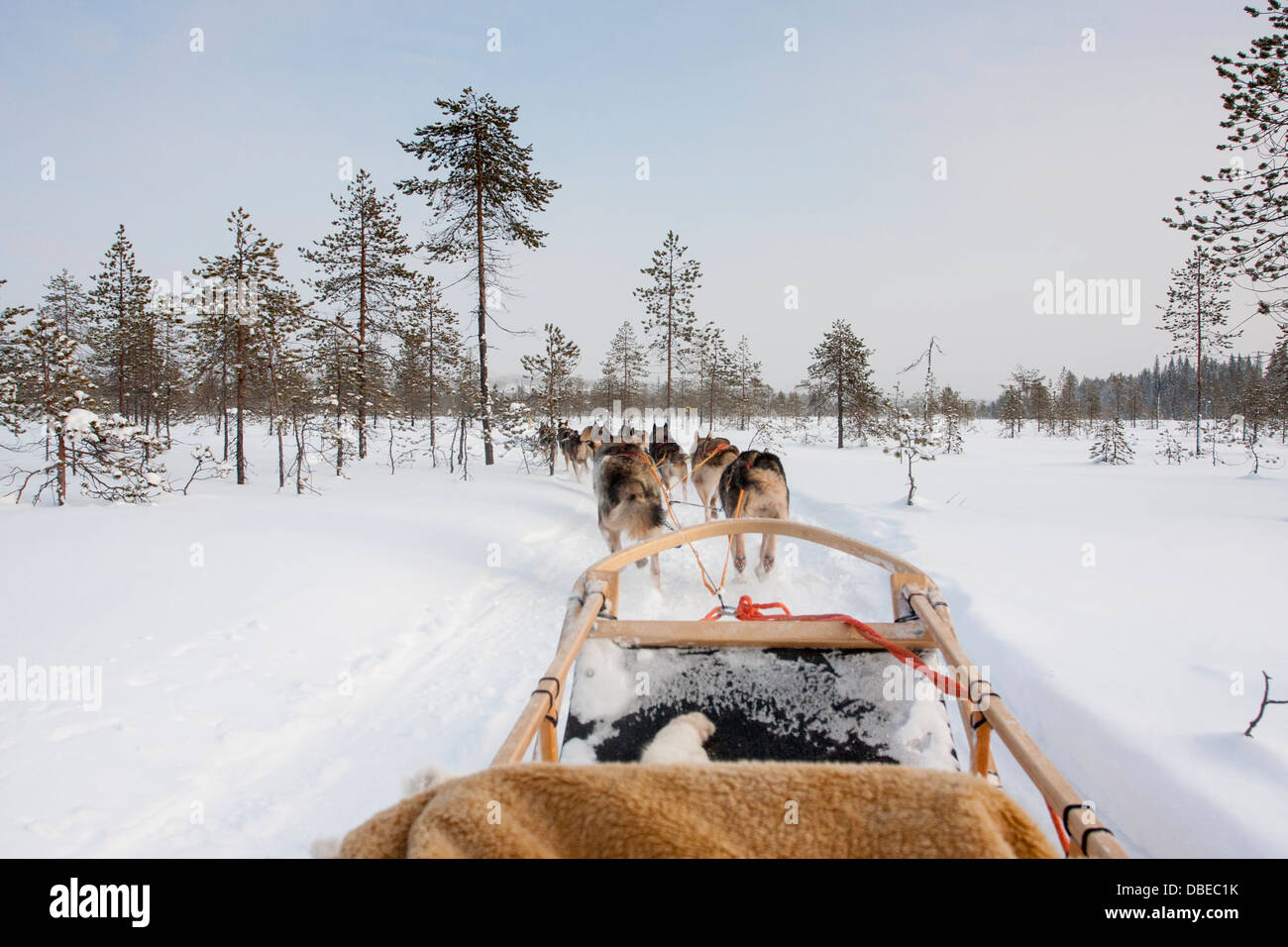 Husky Schlitten durch den Wald von Rovaniemi, Lappland, Finnland. Stockfoto