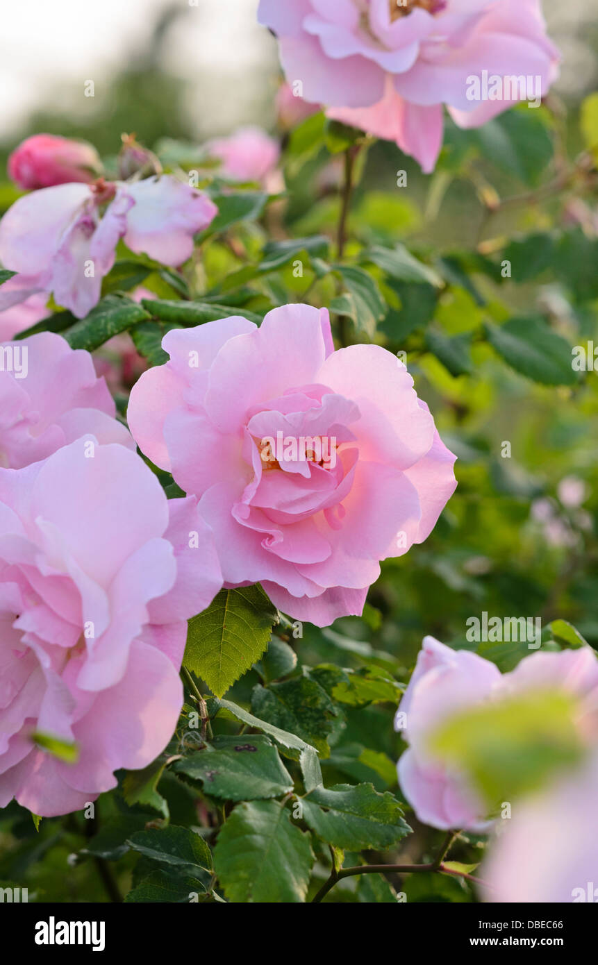 Strauch Rose (rosa Fritz nobis) Stockfoto