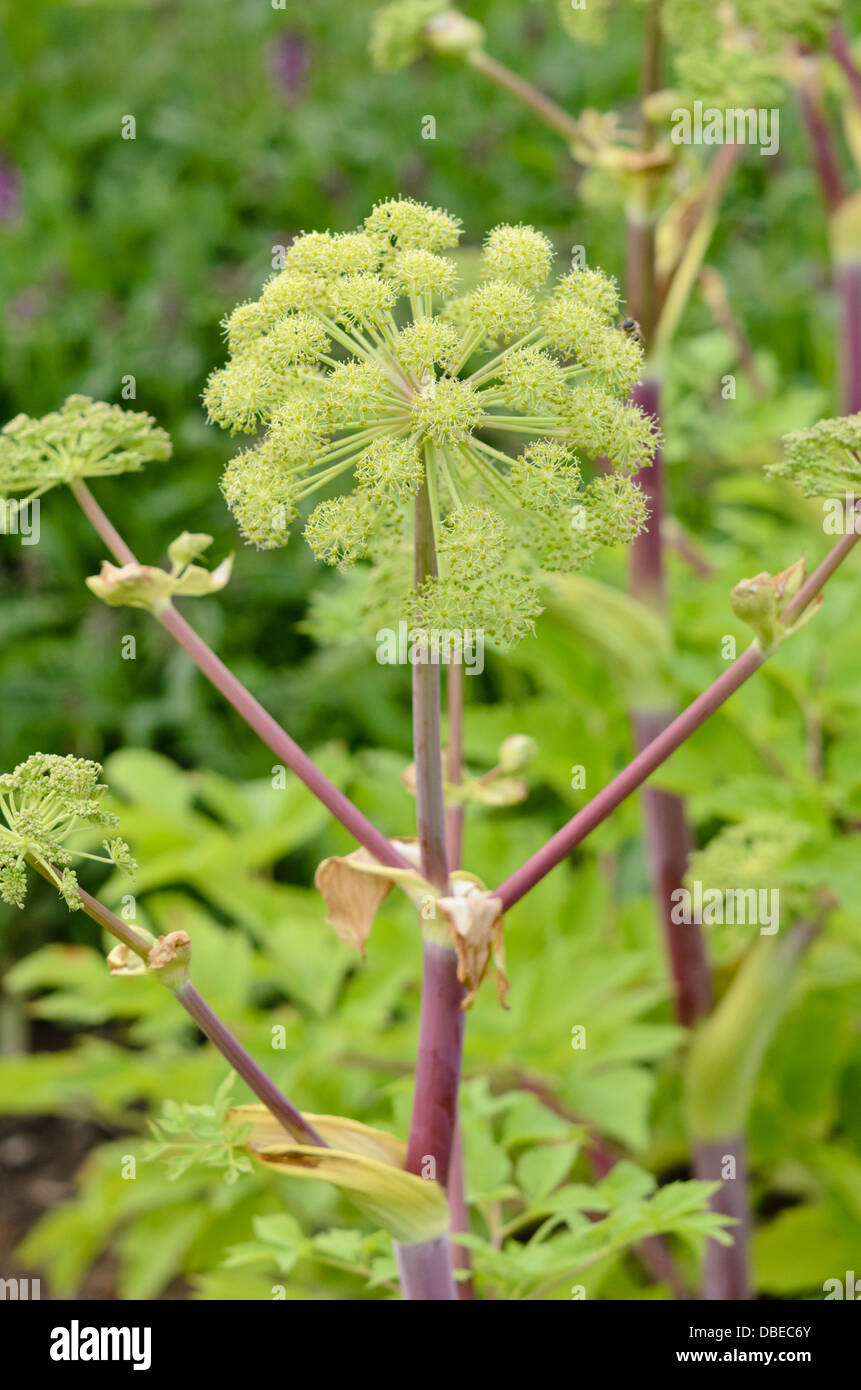 Garten Engelwurz (Angelica archangelica) Stockfoto