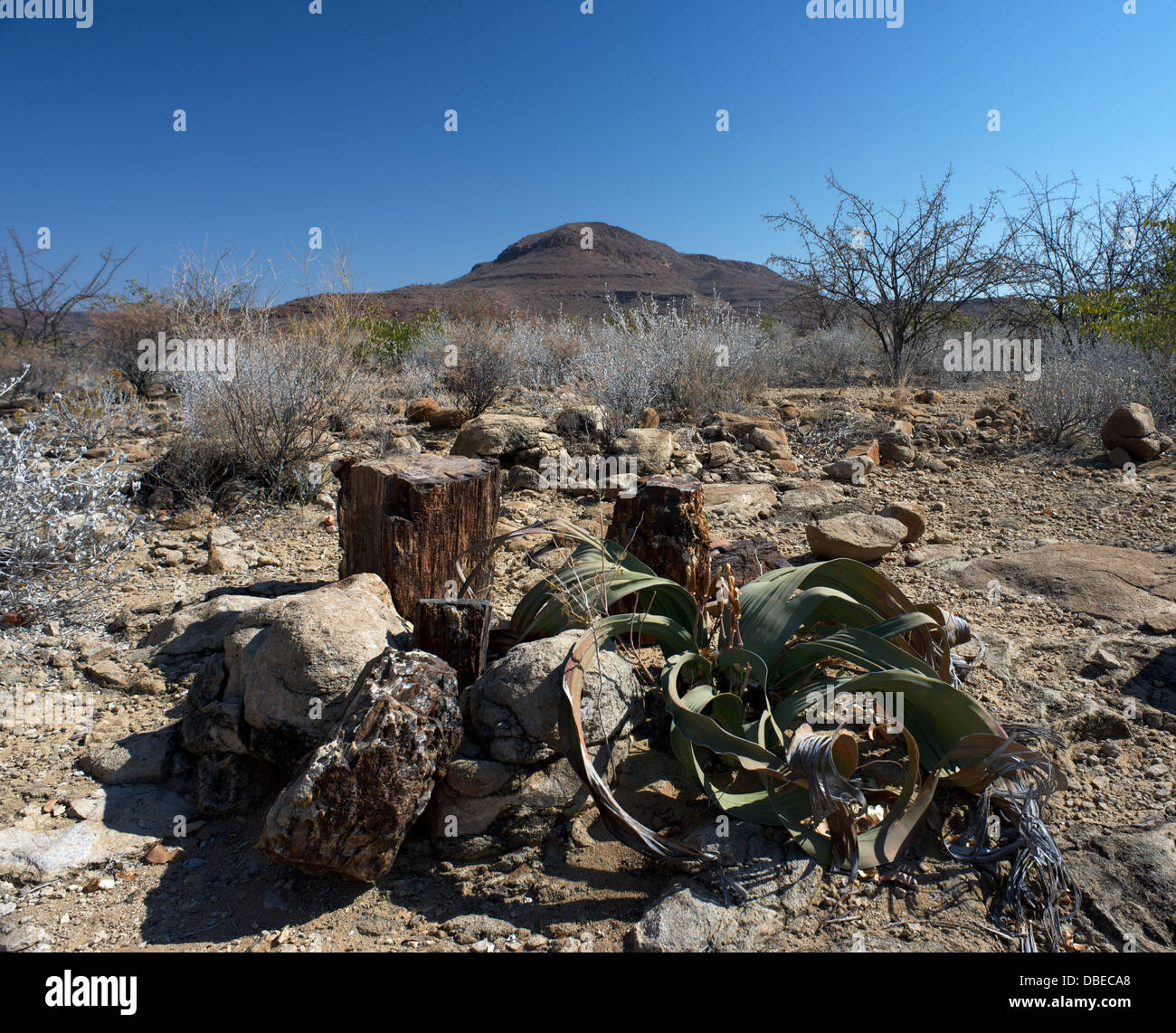 Der versteinerte Wald Welwitschia Damaraland Namibia Afrika Stockfoto