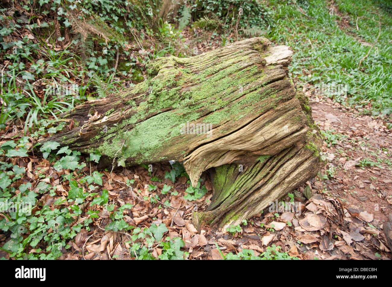 Verwittert und split stumpf Baumes mit Algen, Moos und Flechten Stockfoto