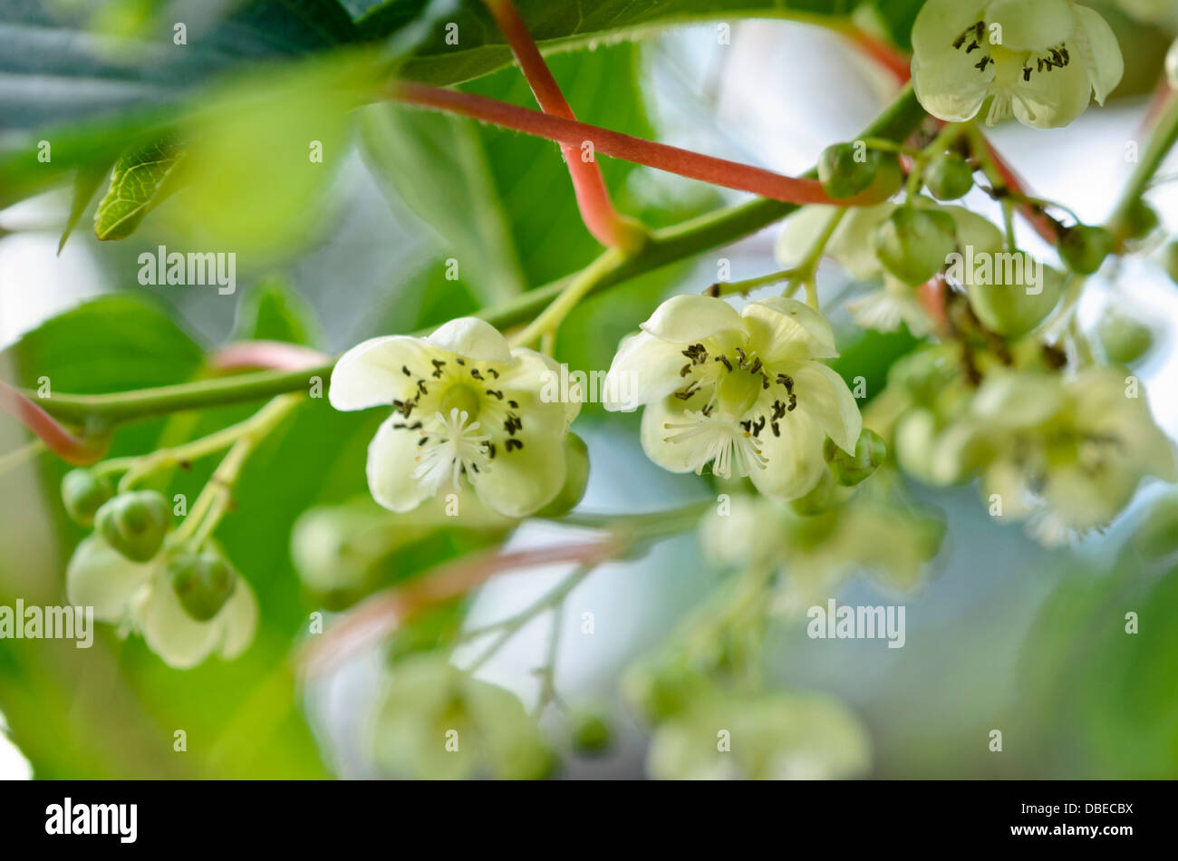 Hardy Kiwi (Actinidia arguta 'Bojnice') Stockfoto