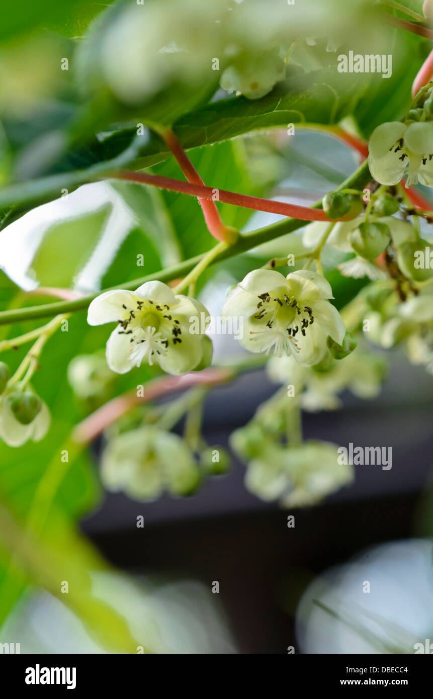 Hardy Kiwi (Actinidia arguta 'Bojnice') Stockfoto