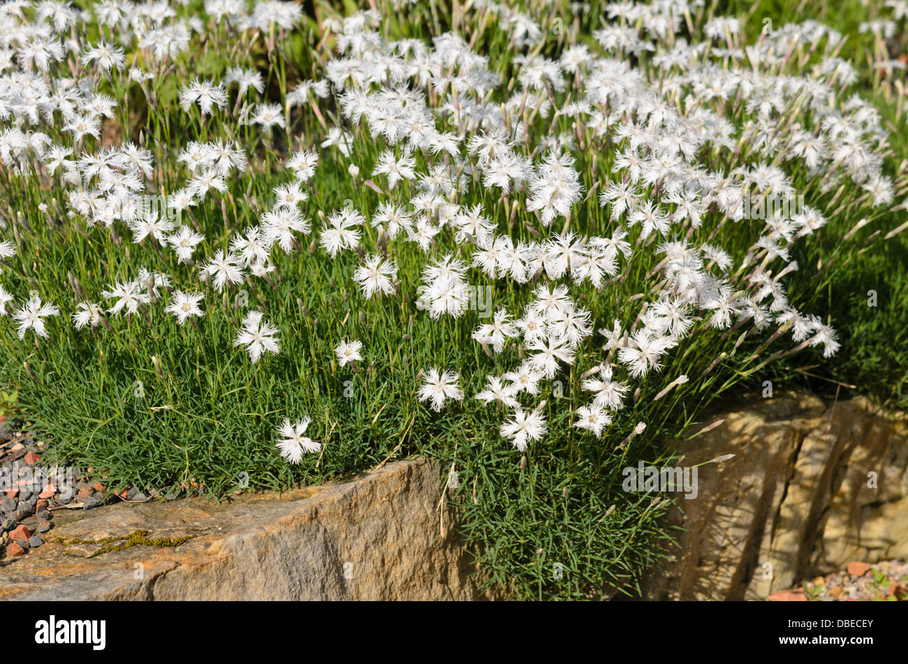 Sand Rosa Sandrosa dianthus arenarius -Fotos und -Bildmaterial in hoher Auflösung ...