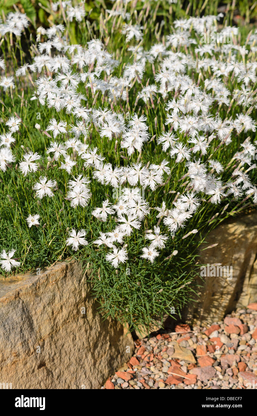 Sand Rosa Sandrosa dianthus arenarius -Fotos und -Bildmaterial in hoher Auflösung ...
