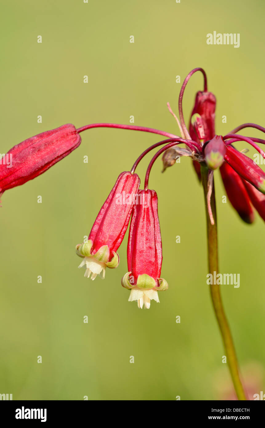 Feuerwerkskörper Blume (dichelostemma Ida-Maia) Stockfoto