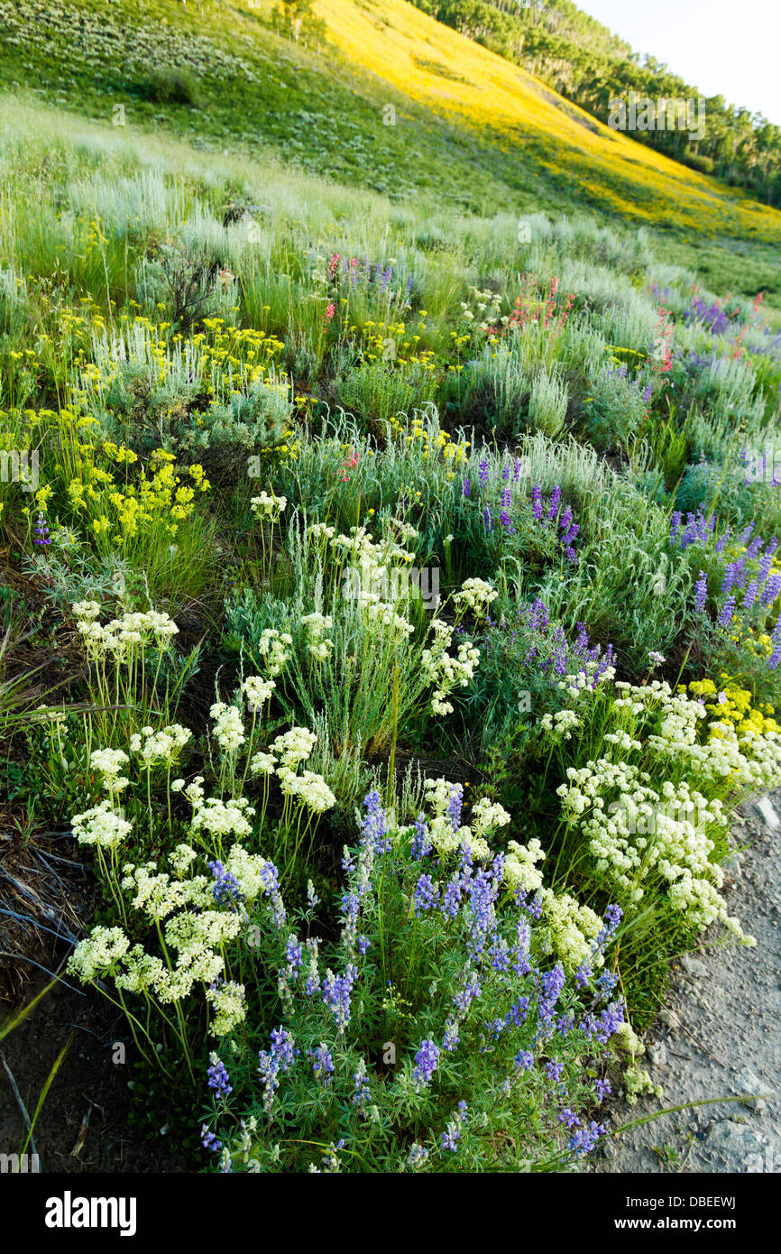 Gelbe Wildblumen in voller Blüte in den Bergen. Stockfoto