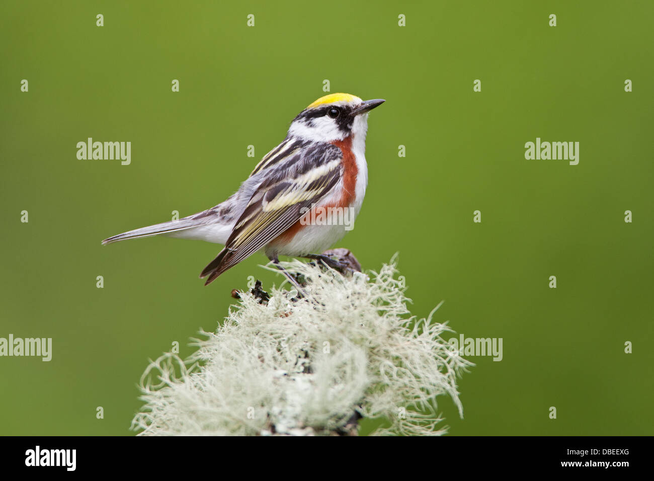 Kastanienhaltiger Waldsänger, der auf einem Zweig mit Fruchtflechten-Vogel thront singbird Ornithologie Wissenschaft Natur Tierwelt Umwelt Stockfoto