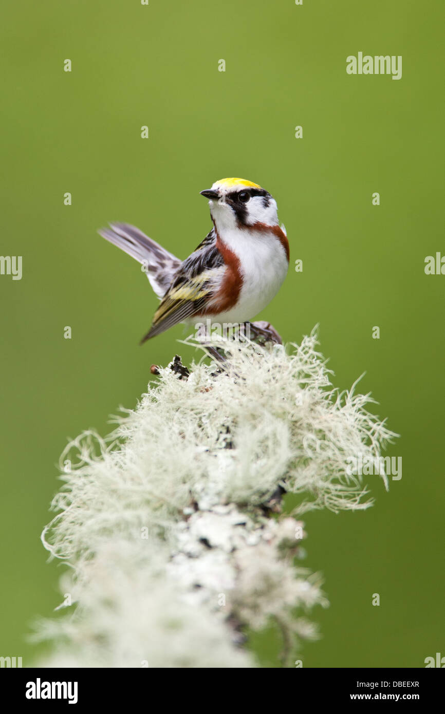 Kastanienhaltiger Waldsänger, der auf einem Zweig mit fruticosen Flechten thront - vertikaler Vogel singvögel Vogelkunde Wissenschaft Natur Tierwelt Umwelt Stockfoto