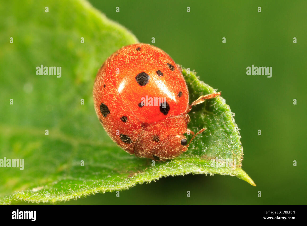 Subcoccinella vigintiquatuorpunctata Fotos und Bildmaterial in hoher