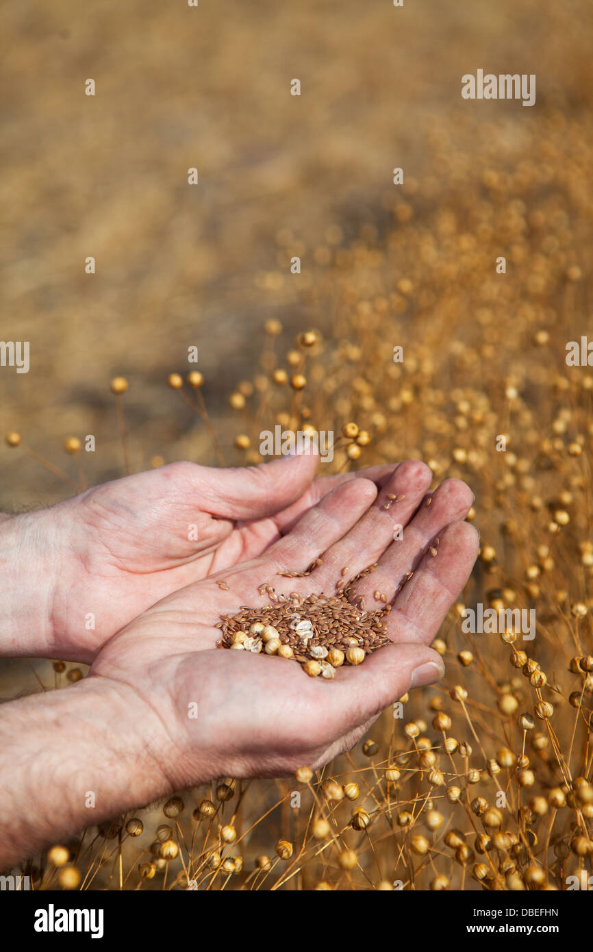 Ein Bauer hält eine Probe von diesem Jahre Flachs Ernte, Fokus auf Samen. Stockfoto