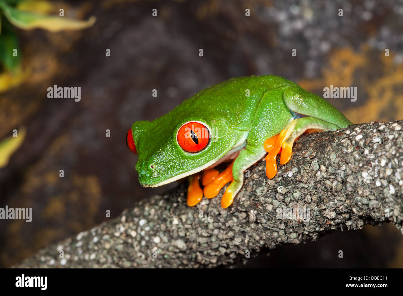 Red Eyed Laubfrosch in einem Regenwald. Stockfoto