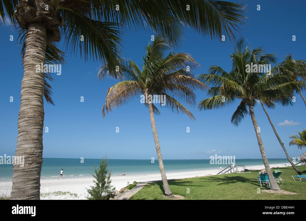 PALM BÄUME FORT MYERS BEACH ESTERO ISLAND GOLF-KÜSTE FLORIDA USA Stockfoto